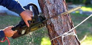 Best Tree Disease Treatment  in Winnebago, IL