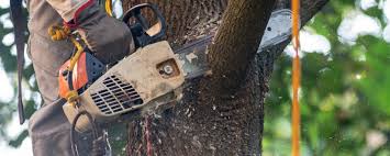 Professional Tree Care  in Winnebago, IL