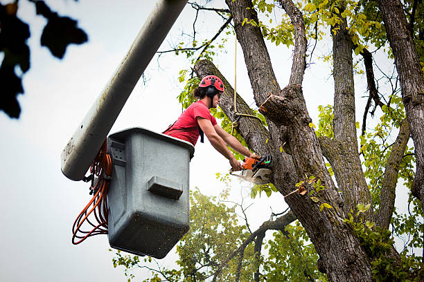 Best Arborist Consultation Services  in Winnebago, IL